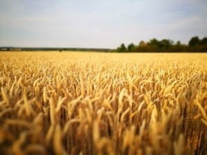 agroalimentaire actoria